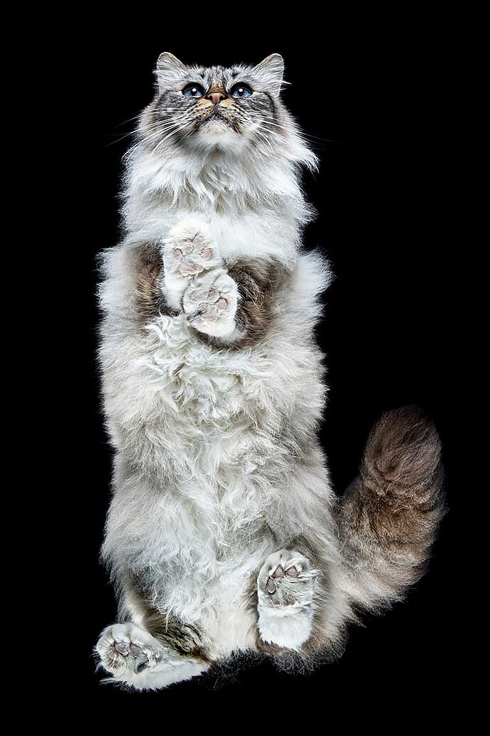 Bottom view of a cat.