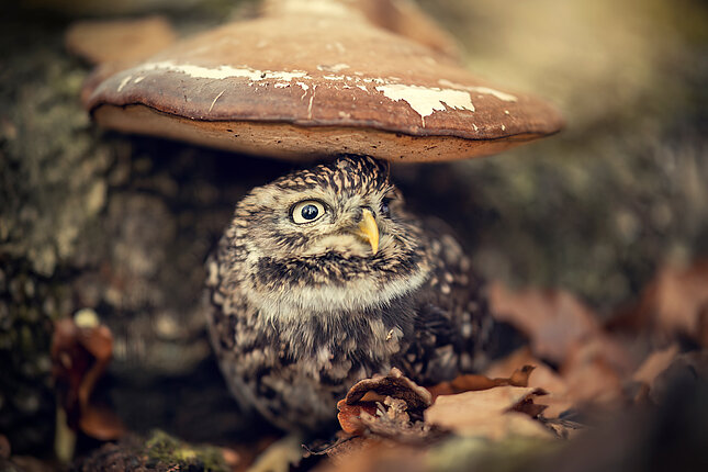Little Owl Albi